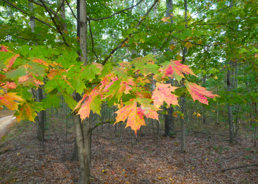 Answer: Tree #10